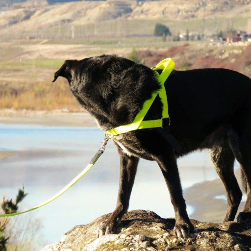 Kis méretű kutyahám 11kg-ig, Sárga' Újracsomagolt termék