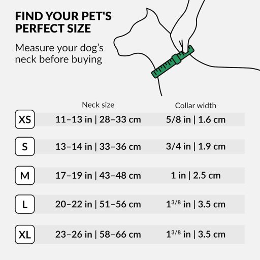 CollarDirect Kézzel Készített Valódi Bőr Kutyanyakörv - Puha Párnázott Barna Nyakörv Szegecseléssel Közepes Méretű Kutyáknak, 33-36 cm