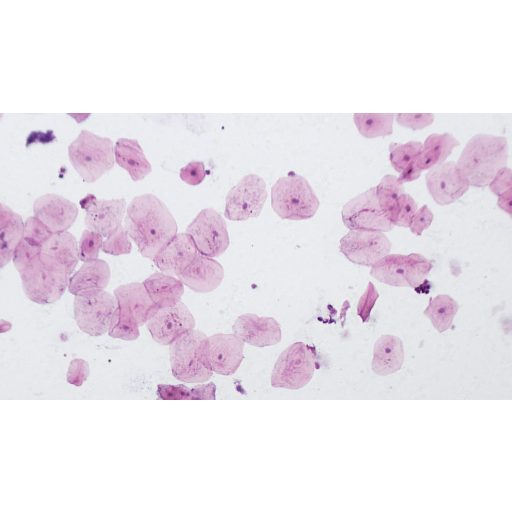 Bresser Mikroszkóp Készített Tárgylemez Szett 10 db Fehér