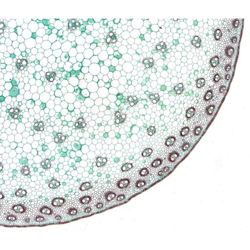 Set 10 lamele preparate pentru microscop Bresser, alb