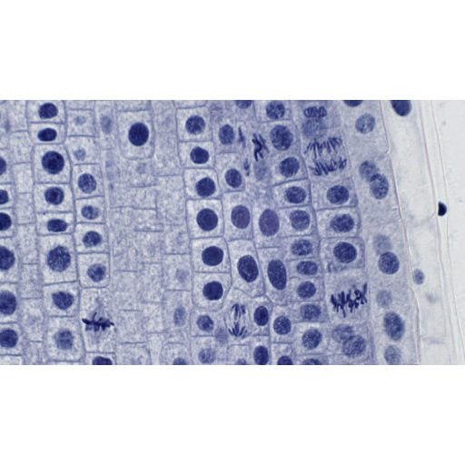 Set 10 lamele preparate pentru microscop Bresser, alb