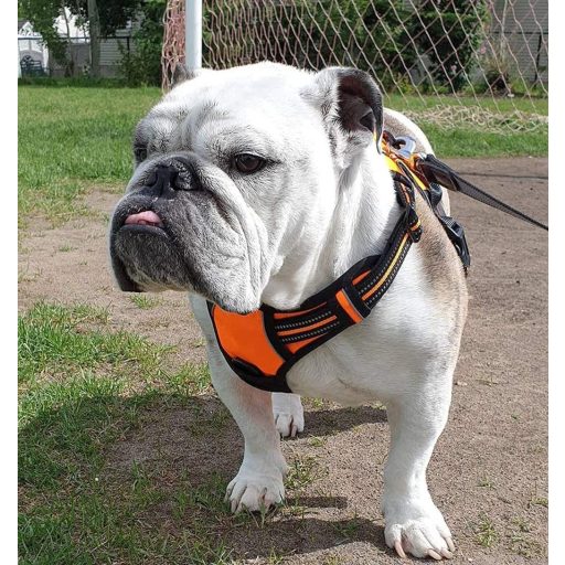 rabbitgoo Uprtač / Oprsnica protiv povlačenja za pse srednje veličine, s reflektirajućim trakama, narančasta M