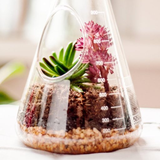 SUCK UK Kémia Terrarium Készlet - Üveg Növénytartó Szett