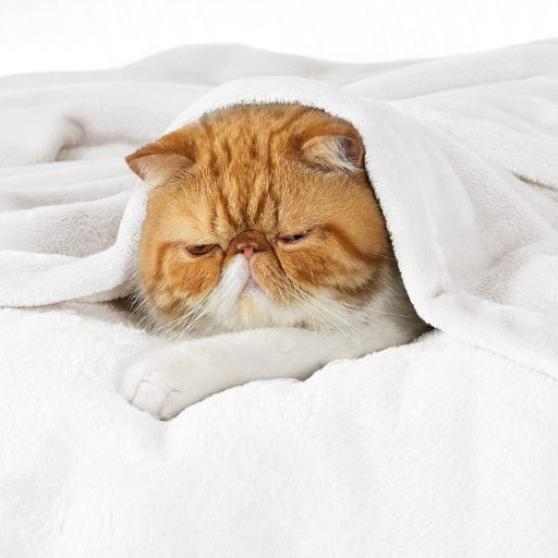 BEDSURE Mäkká flísová deka 150x200 cm, teplý zimný prehoz na pohovku, biela