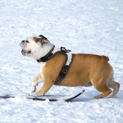 Beirui ukrasni oprsnjak za pse s cirkonima, crni - tip prsluka, reflektirajući, s leptir mašnom, za male i srednje pse