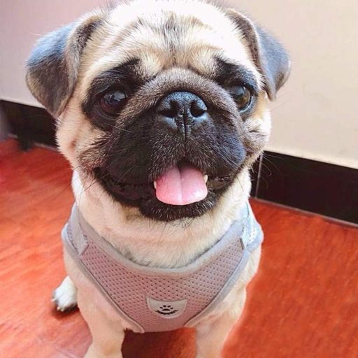 FEimaX Uprtač i povodac za pse od meke mreže, reflektirajući podesivi prozračni prsni uprtač, sivi