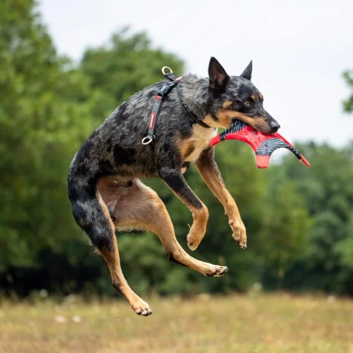 Ham EzyDog Crosscheck Antitorsiune cu Funcție de Control - Ham tip Vestă Roșie pentru Câini de Talie Mică, Medie și Mare, Reflectorizant, Ajustabil XL