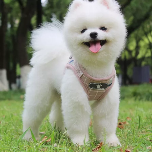 Ham cu Lesă FEimaX pentru Câini - Ham Moale, Respirabil, din Plasă, Ajustabil, Reflectorizant, Roz, Mărimea M, pentru Câini și Pisici de Talie Mică