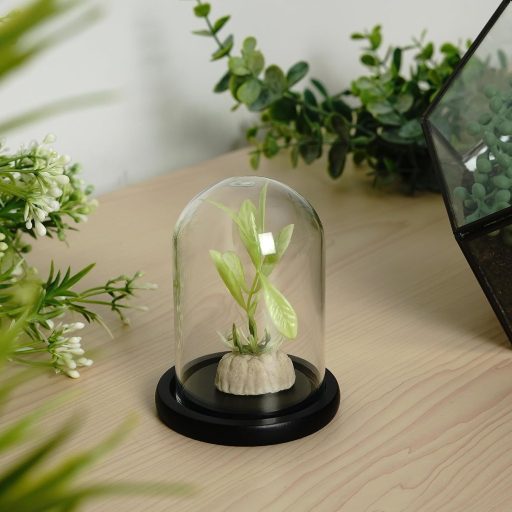 Belle Vous üvegharang fekete fa talppal 9,7 cm dekoráció