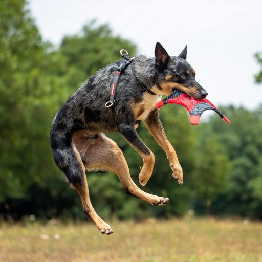 EzyDog Crosscheck Kutyahám Húzásgátló Funkció Kis Közepes Nagy Kutyák Állítható Méret Fényvisszaverő Kék L