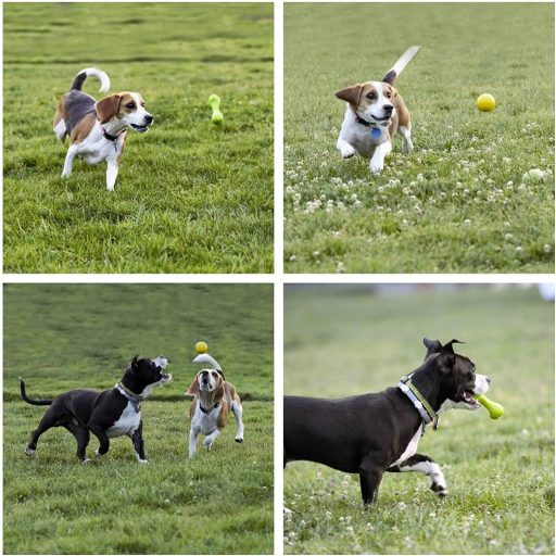 Youngever 8 darabos kutyajáték szett kölyköknek fogazáshoz és rágcsáláshoz