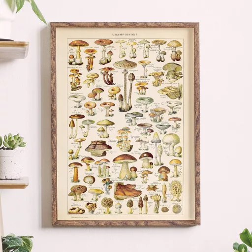 FOLLYGRAPH Gombák Poszter - Vintage Stílusú Erdei Növény Falikép, Dekoráció Otthonba, Irodába, 30 x 40 cm, Lengyelországból