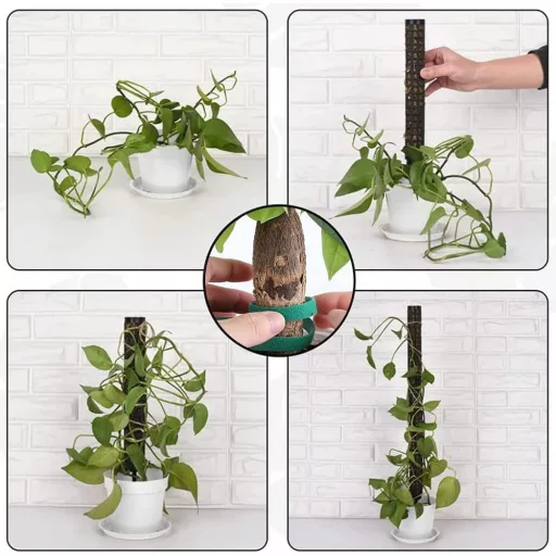 RURIZHONGTIAN-1 Monstera Növénytámasz Szett - 6 db Mohakaró, Kókuszrost Rúd, Kúszónövény Támasz, Beltéri Növényekhez, Filodendronhoz