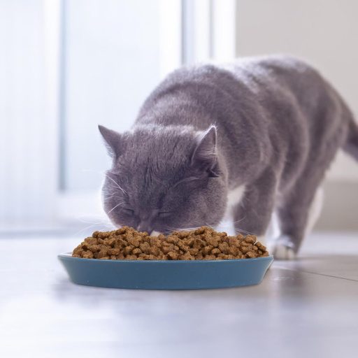 GOSHIES Lapos Macskás Tál Szett 8 db Ergonomikus Macska Etetőtál 4 Szín