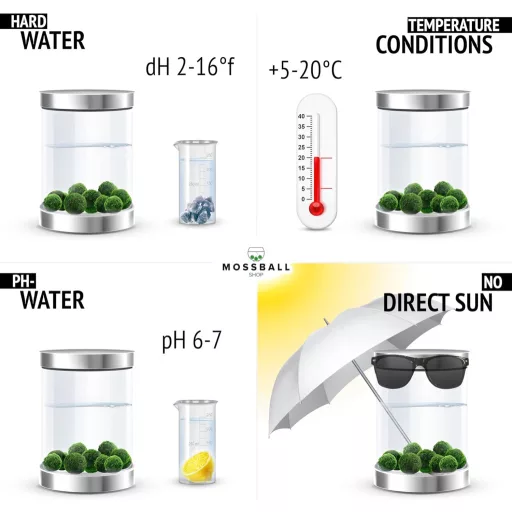 Mossball shop 21 db Marimo Moha Golyó Akvárium Növény Díszítő Vízi Növény Cladophora Aegagropila 1-2 cm Valódi Moha Labda