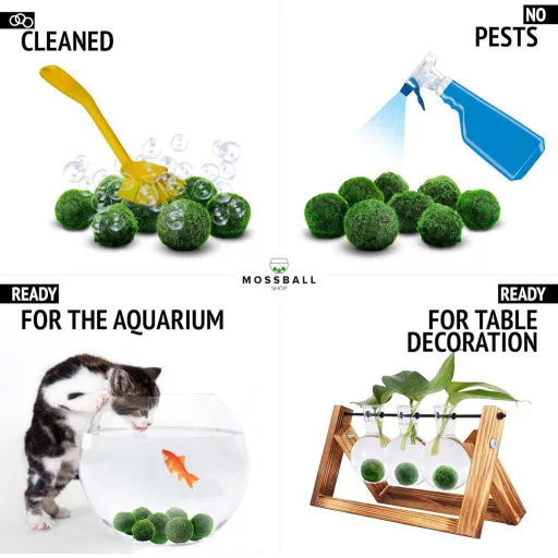 Mossball shop 21 db Marimo Moha Golyó Akvárium Növény Díszítő Vízi Növény Cladophora Aegagropila 1-2 cm Valódi Moha Labda