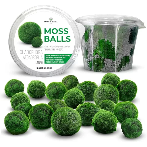 Mossball shop 21 db Marimo Moha Golyó Akvárium Növény Díszítő Vízi Növény Cladophora Aegagropila 1-2 cm Valódi Moha Labda