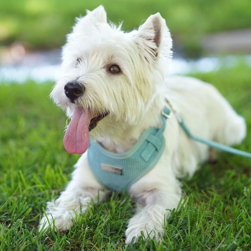 Pet Peterson Podesiva Oprsnica za Male Pse Set od 3 Dijela Menta S