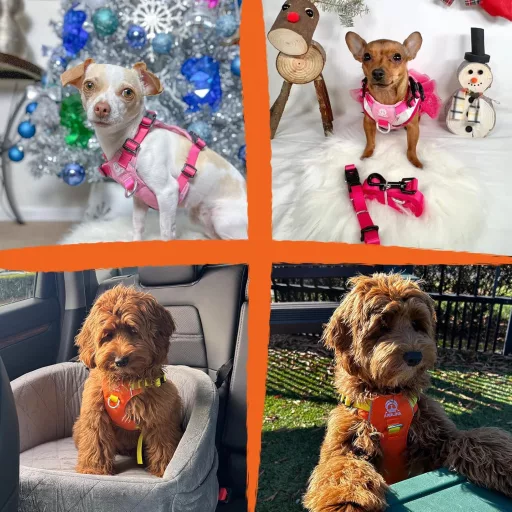 Kaleido Kutyahám Szett XXS Méretben - Könnyű Hám, Nyakörv és Póráz Törpe Kutyáknak, Narancssárga, Fényvisszaverő Csíkkal és Fogantyúval