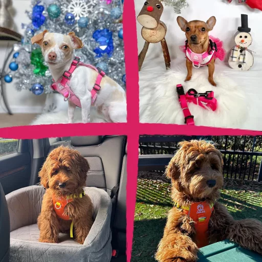 Kaleido Kutyahám Szett XS - Könnyű Hám, Nyakörv és Póráz Apró Kutyáknak, Fogantyúval és Fényvisszaverő Pánttal, Rózsaszín