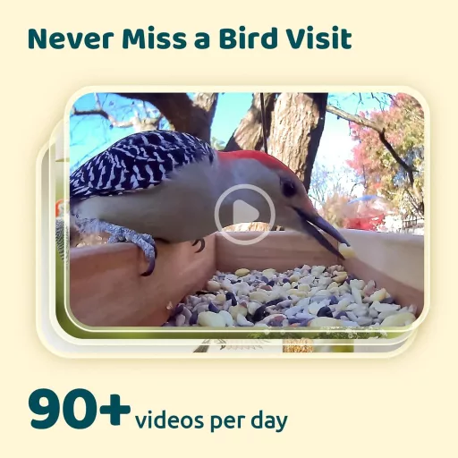 NETVUE Birdfy Intelligens Madárkamera Napelem és Állítható Állvánnyal