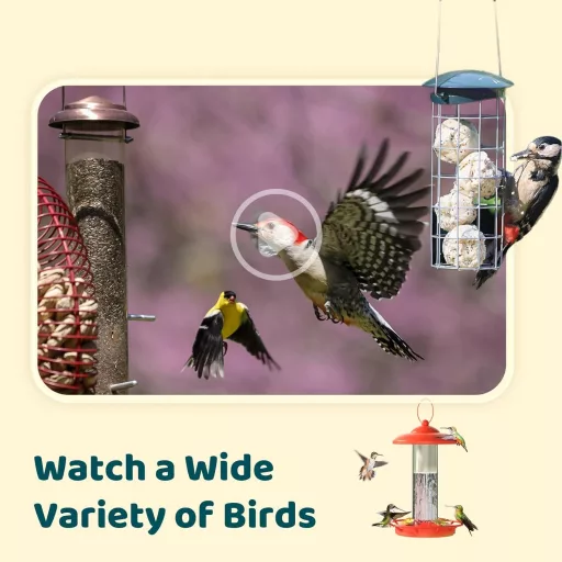 NETVUE Birdfy Intelligens Madárkamera Napelem és Állítható Állvánnyal