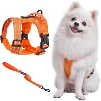   OneTigris ANTZ Taktikai Kutyahám Szett XXS Méretben, Fényvisszaverő Pórázrendszer Fogantyúval, Kisméretű Kutyáknak, Narancs

AI: I've create