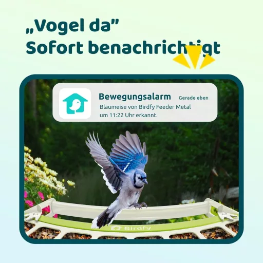 Birdfy hranilica za ptice s kamerom, 1080P noćni vid, solarno napajanje, obavijesti u stvarnom vremenu